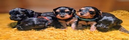 Yorkiepoo dogs for sale: GENUINE F1 YORKIEPOO PUPPIES  - Advert 3
