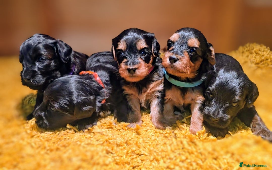 Yorkiepoo dogs for sale: GENUINE F1 YORKIEPOO PUPPIES  - Advert 3