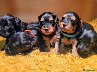 Yorkiepoo dogs GENUINE F1 YORKIEPOO PUPPIES - Advert 1