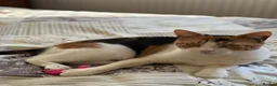 British Shorthair cats for sale:  1 year Lovely calico cat looking for a new home!! - Advert 5
