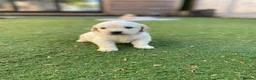 Golden Retriever dogs for sale: ⭐ KC Registered Golden Retriever Puppies ⭐️  - Advert 29