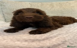 Cockapoo dogs for sale: F1B cockapoos READY TO LEAVE - Image 2