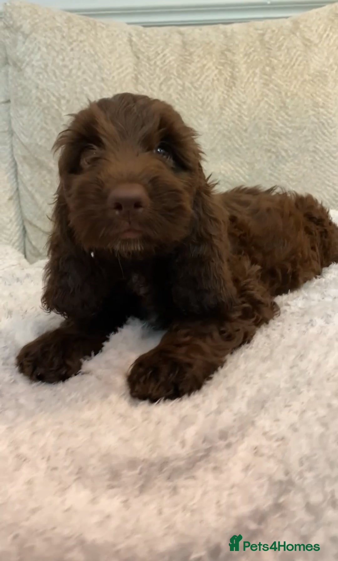 Cockapoo dogs for sale: F1B cockapoos READY TO LEAVE - Image 2