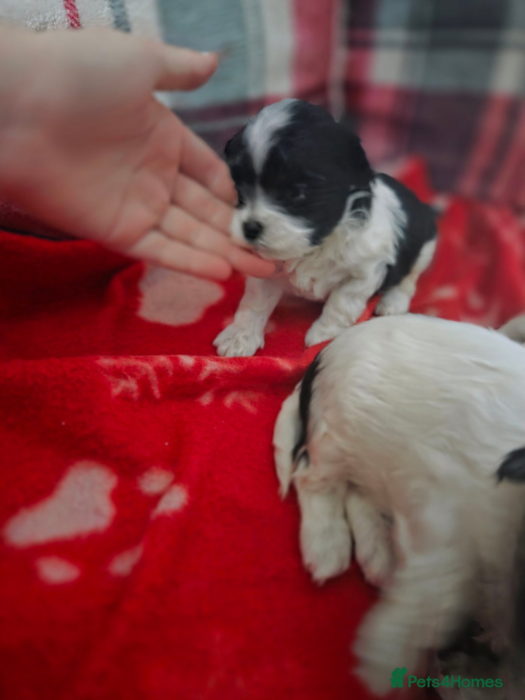 Maltese dogs for sale: 3 boys 1 girl x maltese puppies - Advert 10