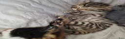Mixed Breed cats for sale: Norwegian Forest Cat X Kittens  - Advert 8