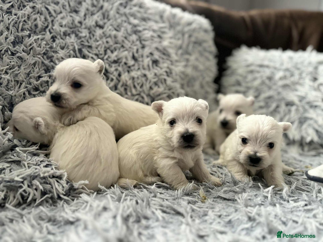 West Highland Terrier dogs for sale: West Highland  White Terrier Puppies  - Image 4