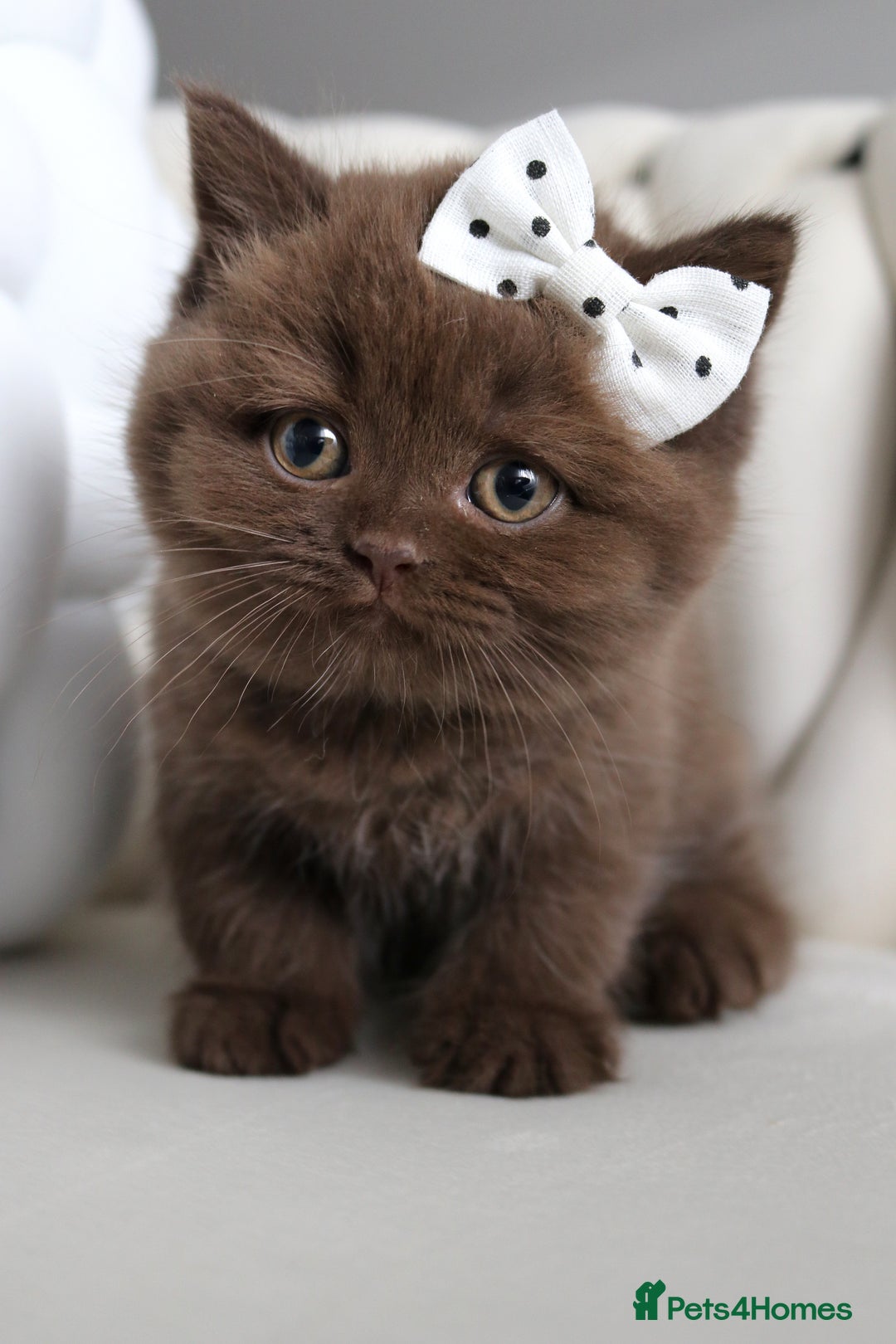 British Shorthair cats for sale: ❤️ Beautiful British Shorthair ❤️ - Image 14