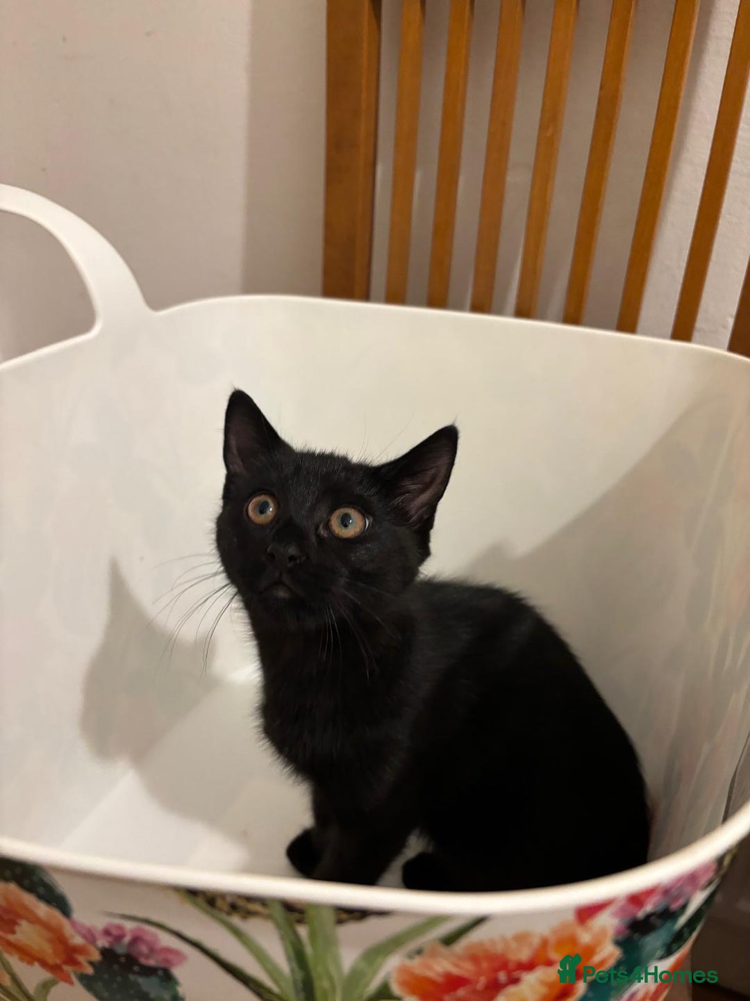 Mixed Breed cats for sale: 4 gorgeous kittens available now  - Advert 7