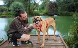 Mixed Breed dogs for adoption: Georgie is looking for her forever home!  in Waltham Abbey - Image 1
