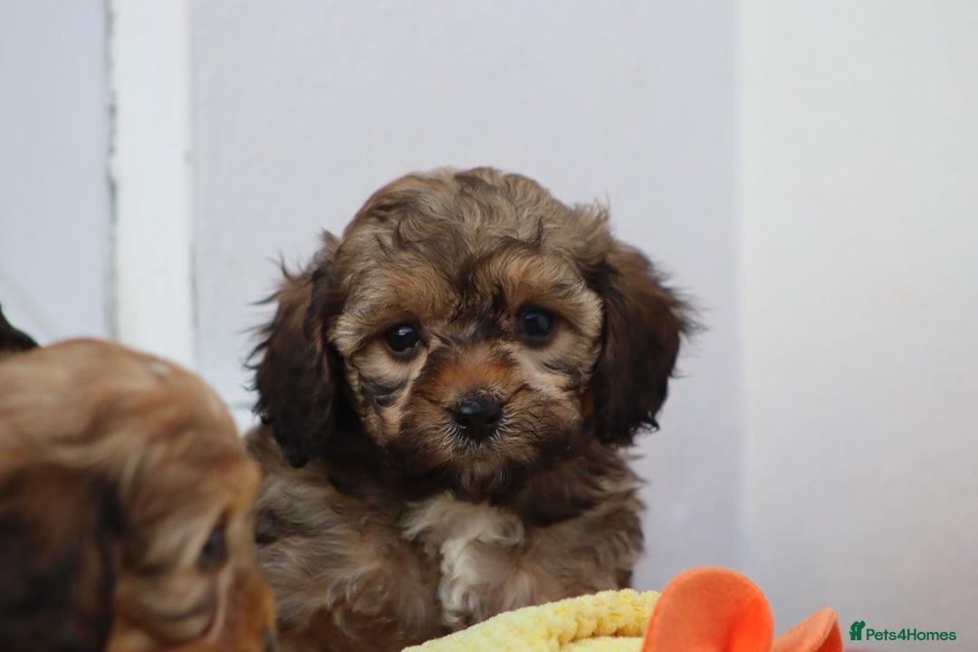 Cockapoo dogs for sale: Cockapoo puppies for sale!  - Advert 35