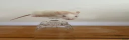 Rat rodents for sale: Dwarf Rats  - Advert 4
