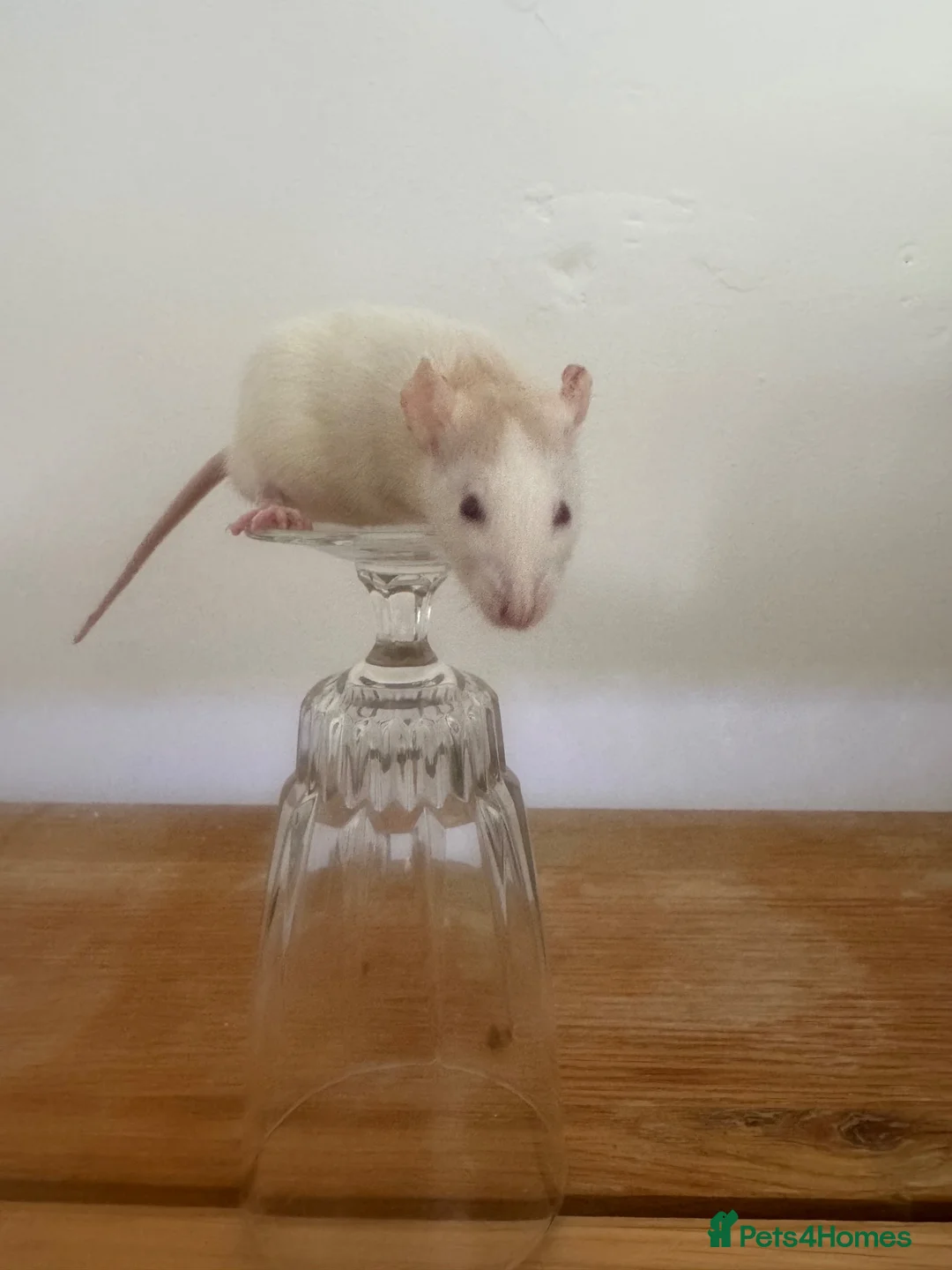 Rat rodents for sale: Dwarf Rats  - Advert 4