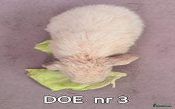 Mini Lop rabbits for sale: CUTE MINI-LOPS - Image 8