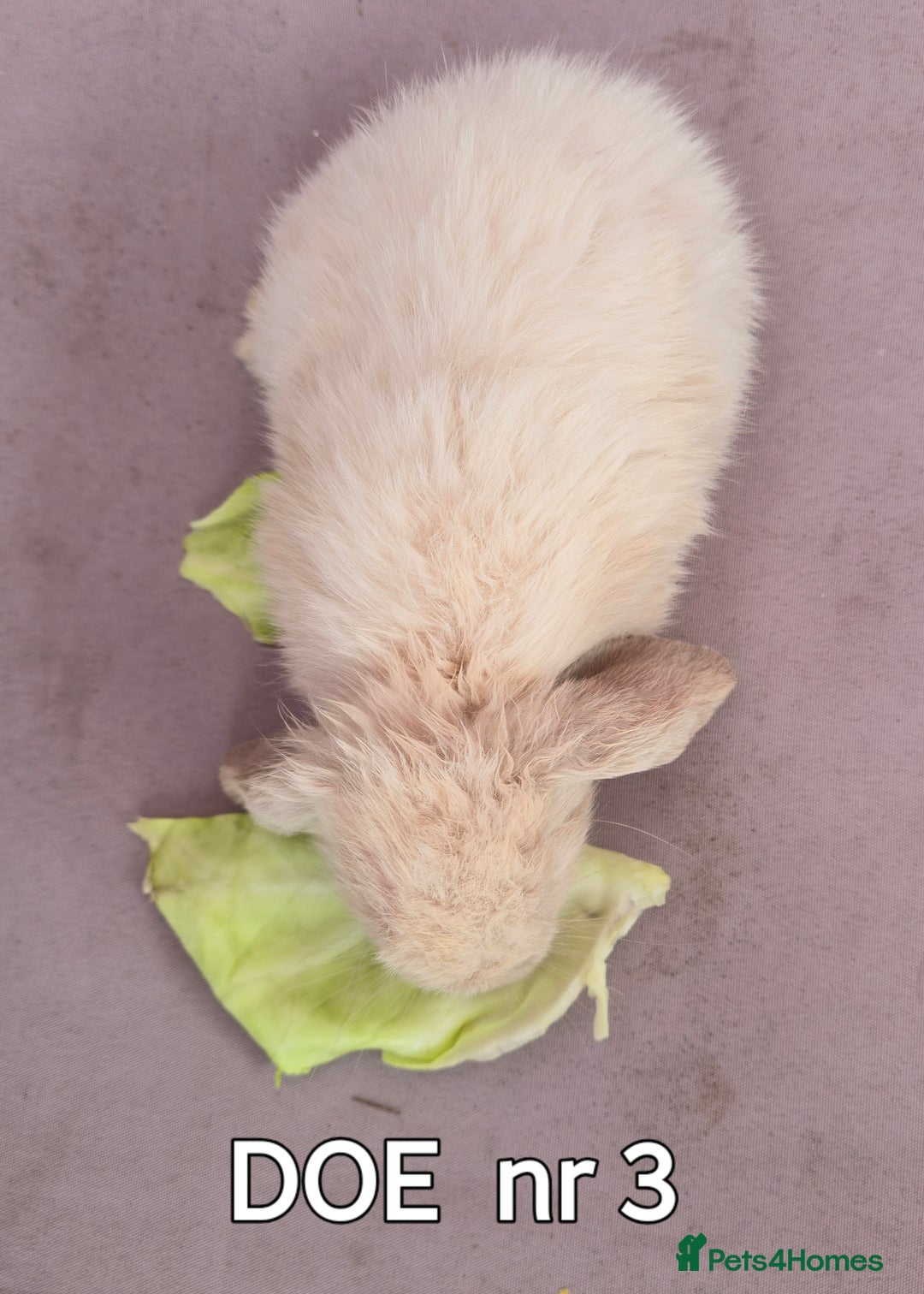 Mini Lop rabbits for sale: CUTE MINI-LOPS - Image 8