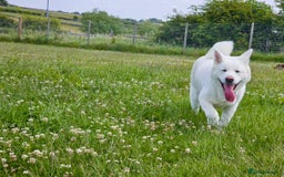 Akita dogs for sale: 2 Akita puppies 1 female 1 male  - Image 16