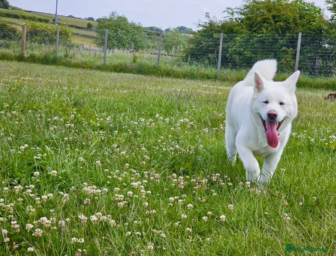 Akita dogs for sale: 2 Akita puppies 1 female 1 male  - Image 16