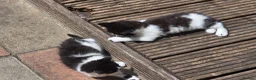Mixed Breed cats for sale: Cute kittens for sale  - Advert 6
