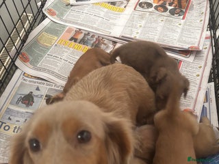 Miniature Dachshund dogs Long haired cream Puppies - Advert 11