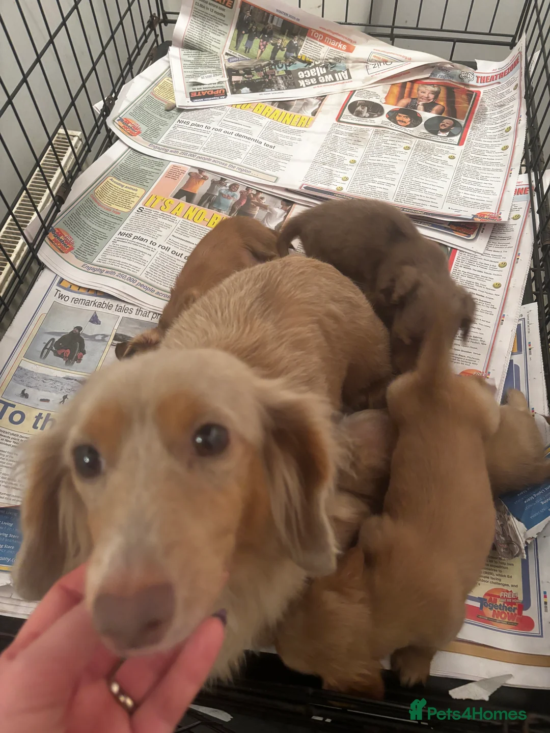 Miniature Dachshund dogs for sale: Long haired cream Puppies  - Advert 6