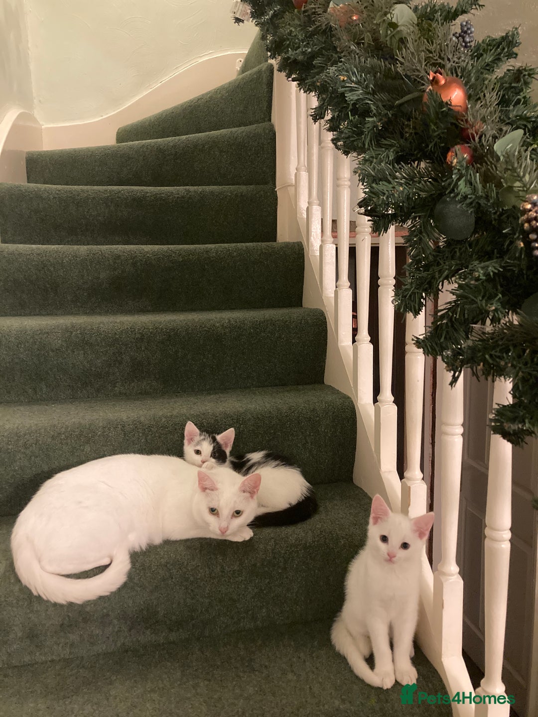 Turkish Van cats for sale: Gorgeous Turkish Van kitten - Advert 12