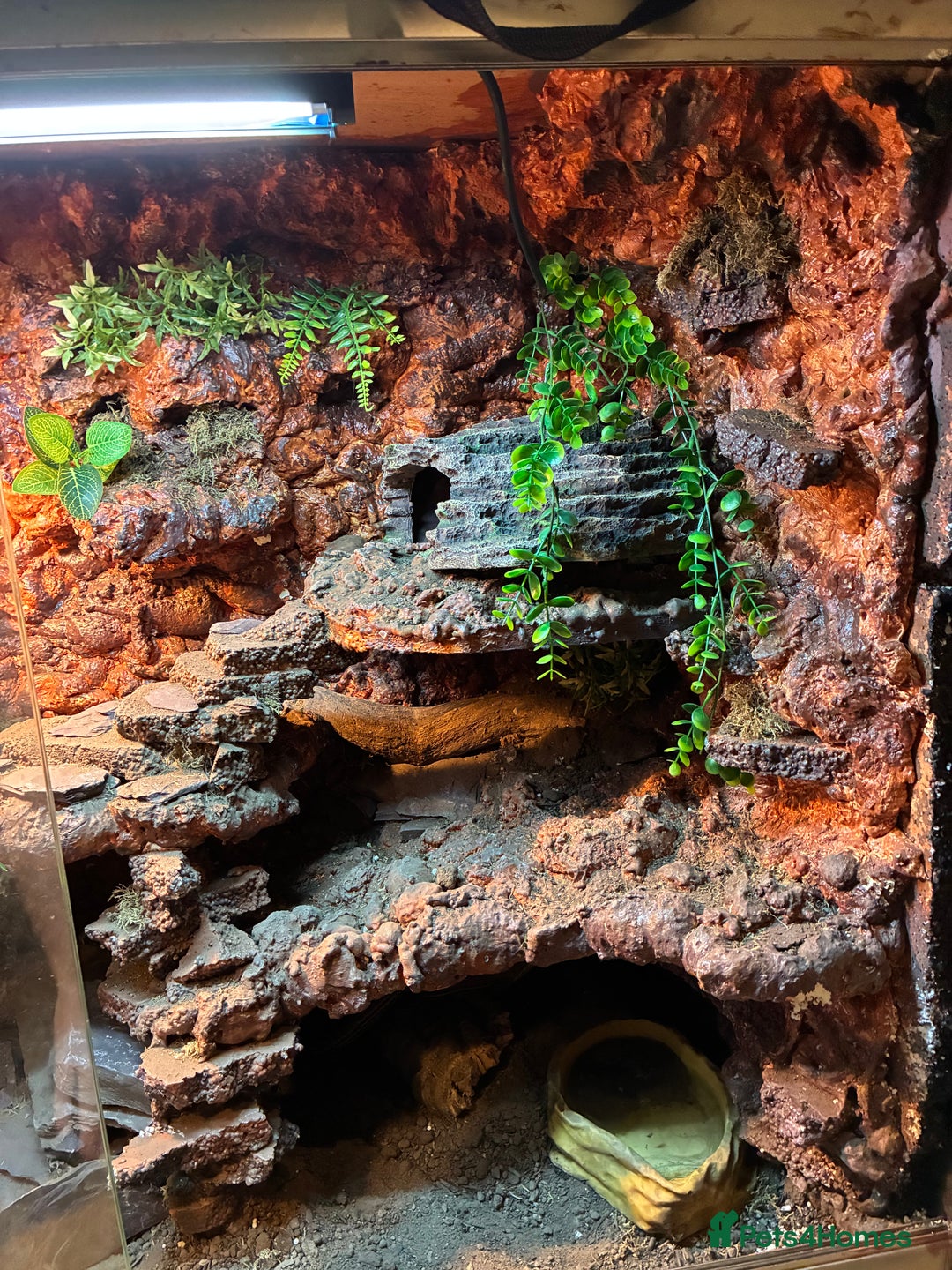 Lizard reptiles for sale: Pair of Sudan plated lizards - Advert 3