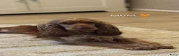 Cocker Spaniel dogs for sale: KC Reg - Golden Show Type Cocker Spaniel Puppy’s  in Tonbridge - Advert 7