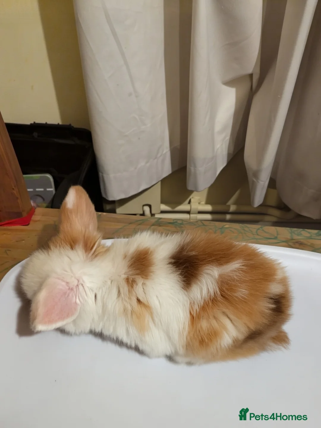 Mini Lop rabbits for sale: Pure bred mini lops (indoor only) - Advert 17