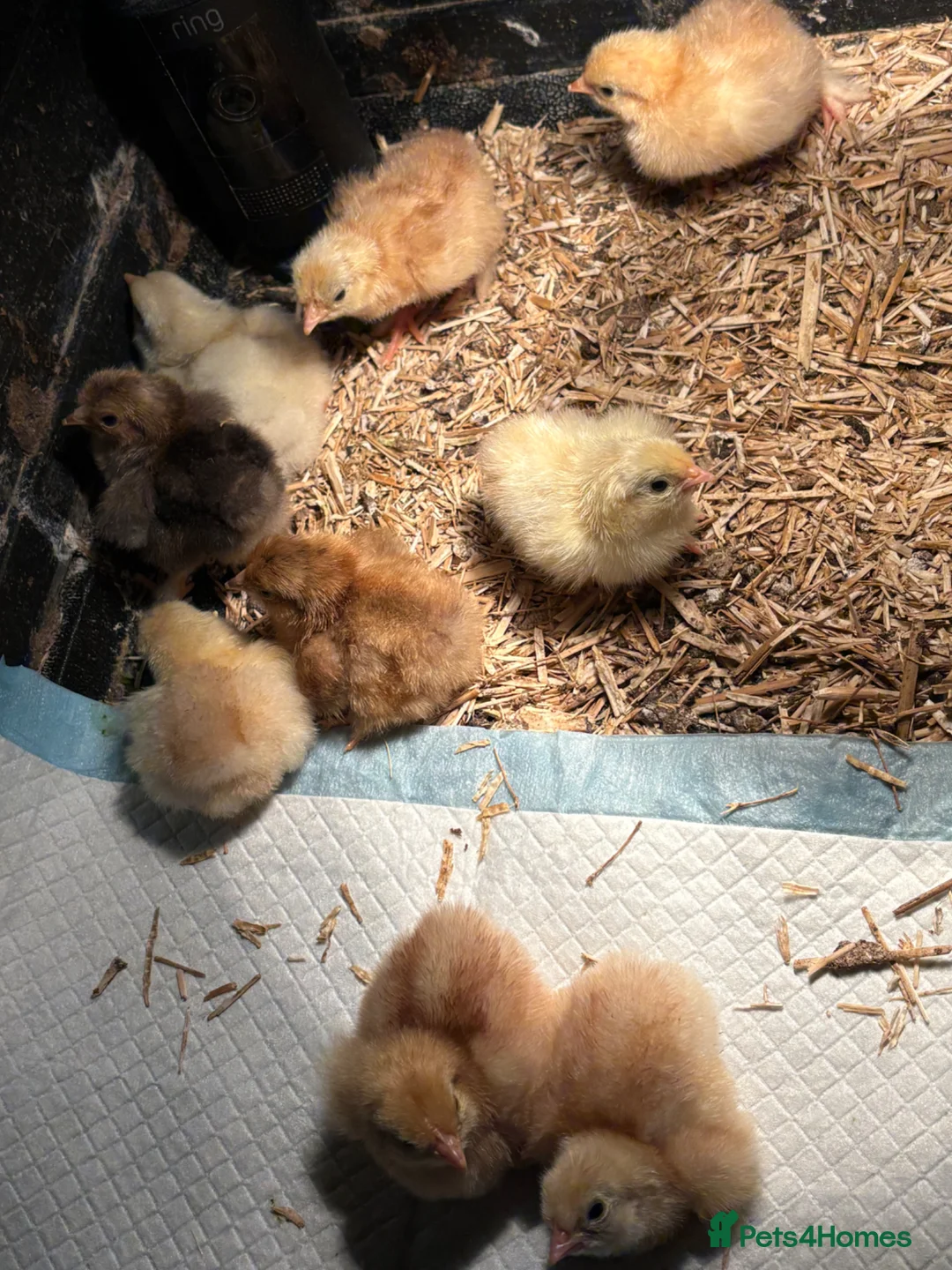 Chickens poultry for sale: Bantam chicks  - Advert 1