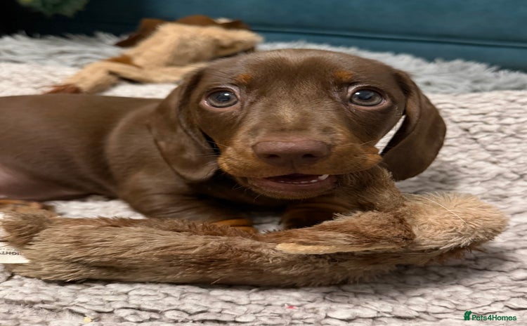 Miniature Dachshund dogs REDUCED…PRA Clear, KC Reg Miniature Dachshund Girl - Advert 10