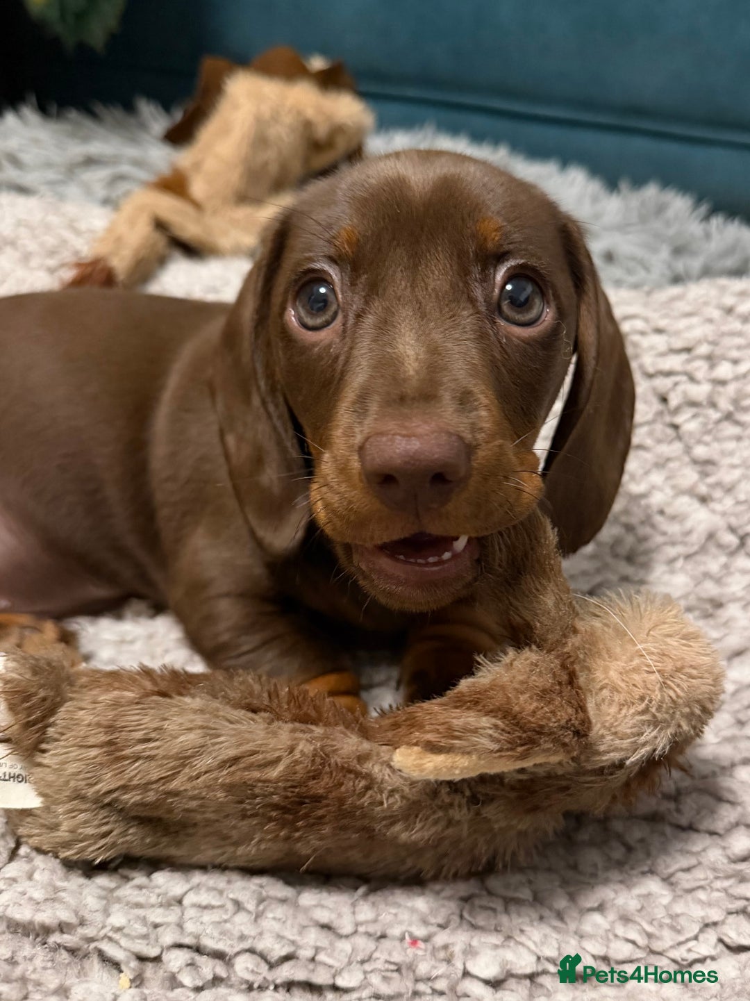 Miniature Dachshund dogs for sale: REDUCED…PRA Clear, KC Reg Miniature Dachshund Girl - Advert 3