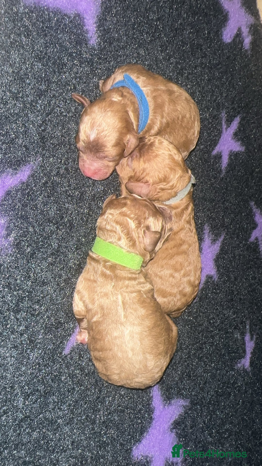 Cockapoo dogs for sale: FOX RED TOY COCKAPOO PUPPIES  - Advert 11