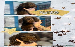 Sprocker dogs for sale: Sprocker puppies - Image 3