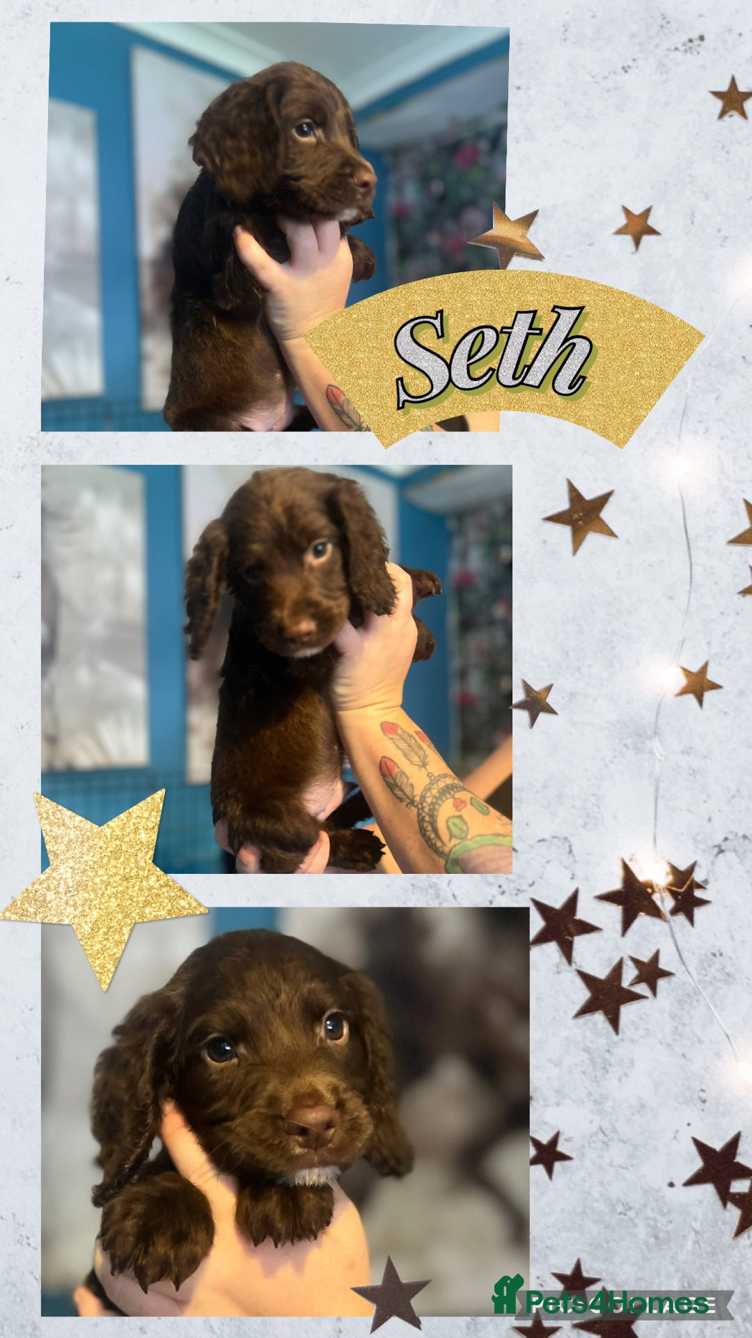 Sprocker dogs for sale: Sprocker puppies - Image 3