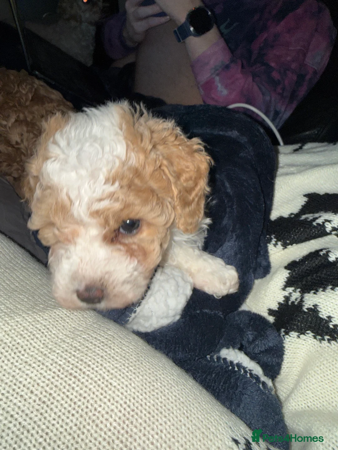 Cavapoo dogs for sale: Beautiful male Cavapoo Puppy  - Advert 2
