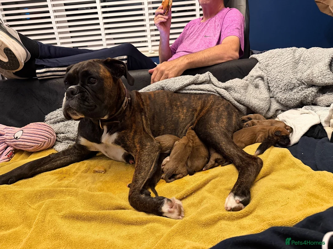 Boxer dogs for sale: Beautiful chunky boxers for sale  in Abergavenny - Advert 2