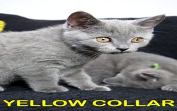 British Shorthair cats for sale: Last 3 Pedigree GCCF Reg Kittens, Ready Now in Gillingham - Image 9