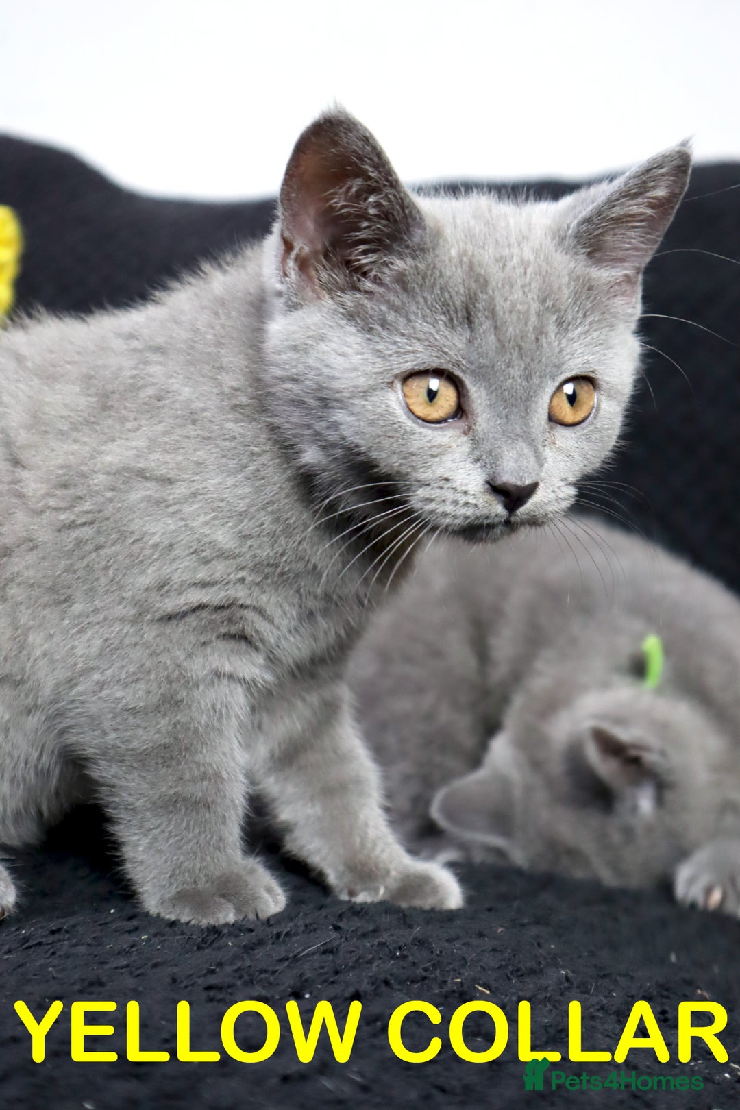 British Shorthair cats for sale: Last 3 Pedigree GCCF Reg Kittens, Ready Now in Gillingham - Image 9