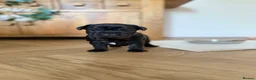 French Bulldog dogs for sale: KC/DWKC Registered French Bulldog Puppies - Advert 24