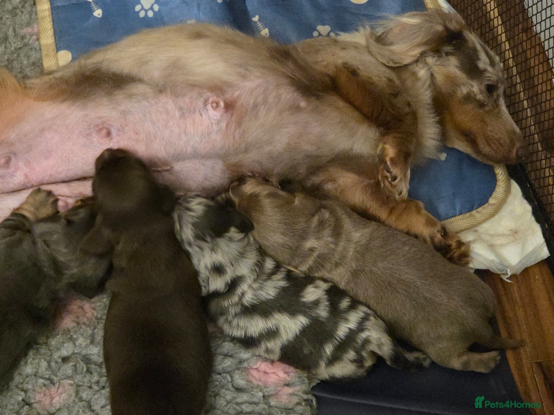 Miniature Dachshund dogs for sale: Longhaired minature dachshunds  - Advert 1