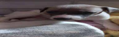 Whippet Puppy 2 (Spot the dawg) 