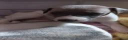 Whippet dogs for sale: 4 beautiful KC whippet puppies! - Advert 9