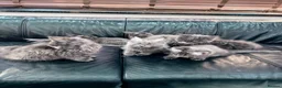 Maine Coon cats for sale: Maine Coon Kittens XXL – Blue. Beautiful - Advert 6