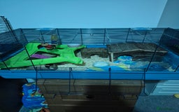 Hamster rodents for sale: Syrian hamster with full set up - Image 5