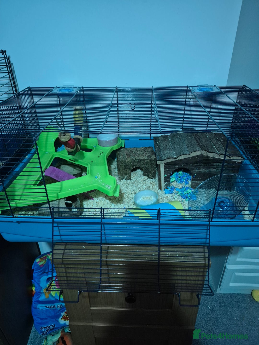 Hamster rodents for sale: Syrian hamster with full set up - Image 5
