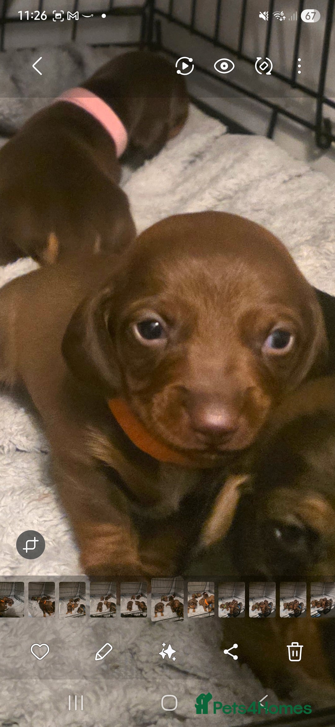 Dachshund dogs for sale: Dachshund  - Advert 34