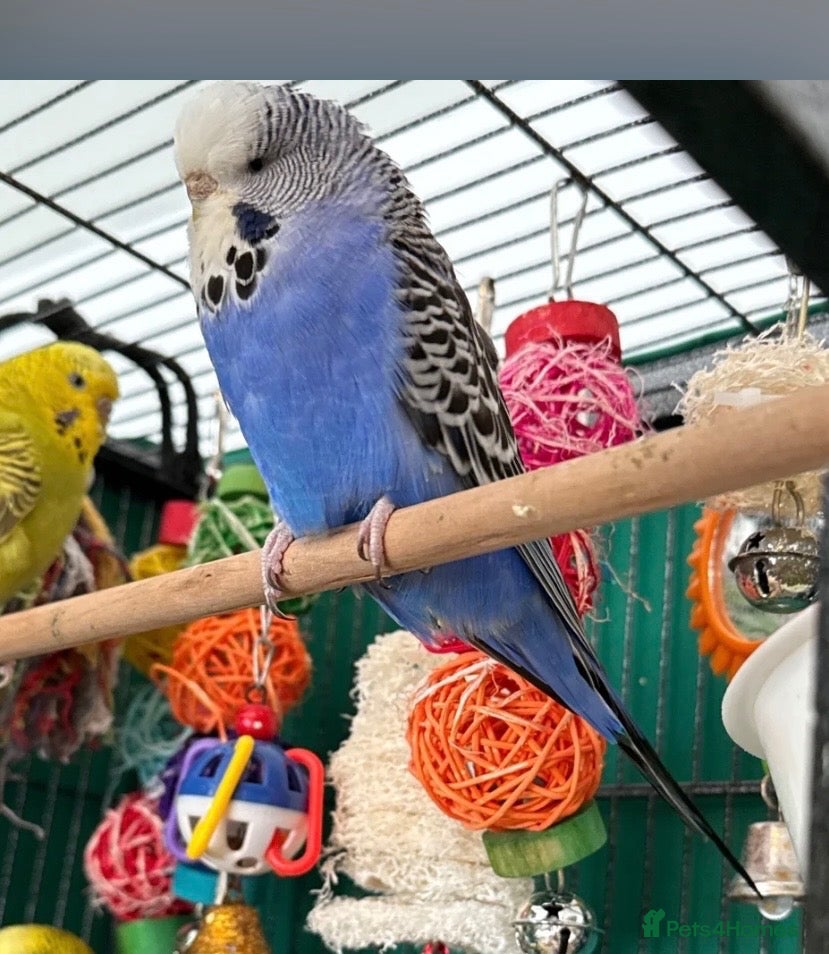 Budgerigars birds Young budgies indoor raised   Runcorn wa7   - Advert 2