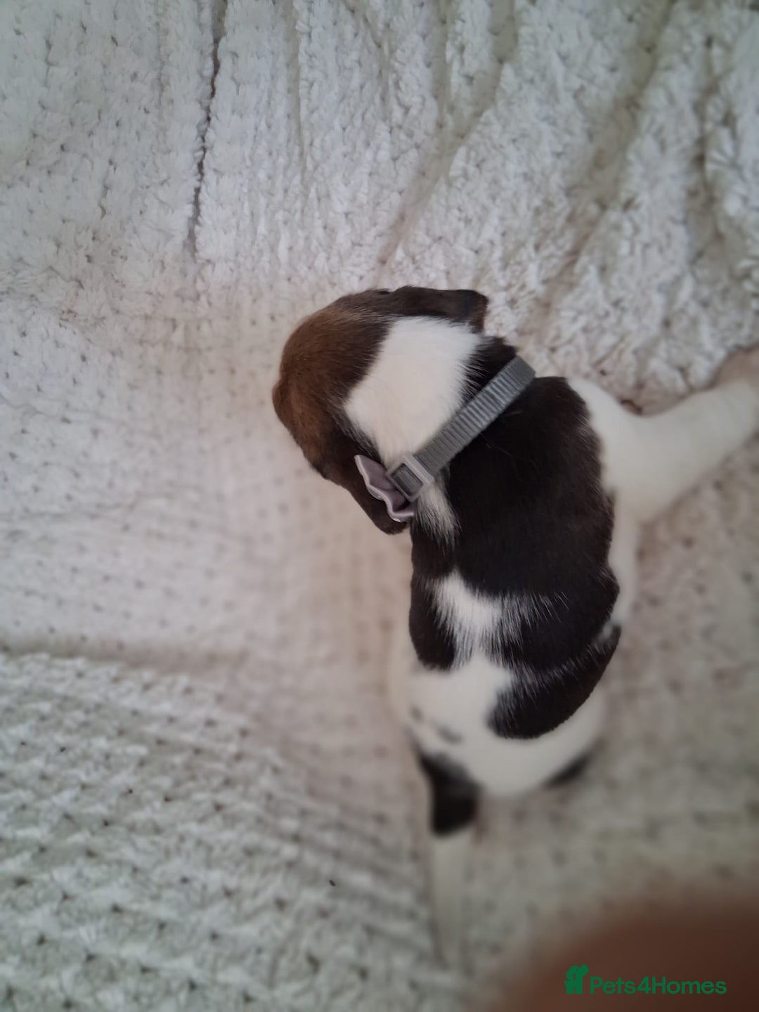 Beagle dogs for sale: KC Registered beagle puppies - Image 16