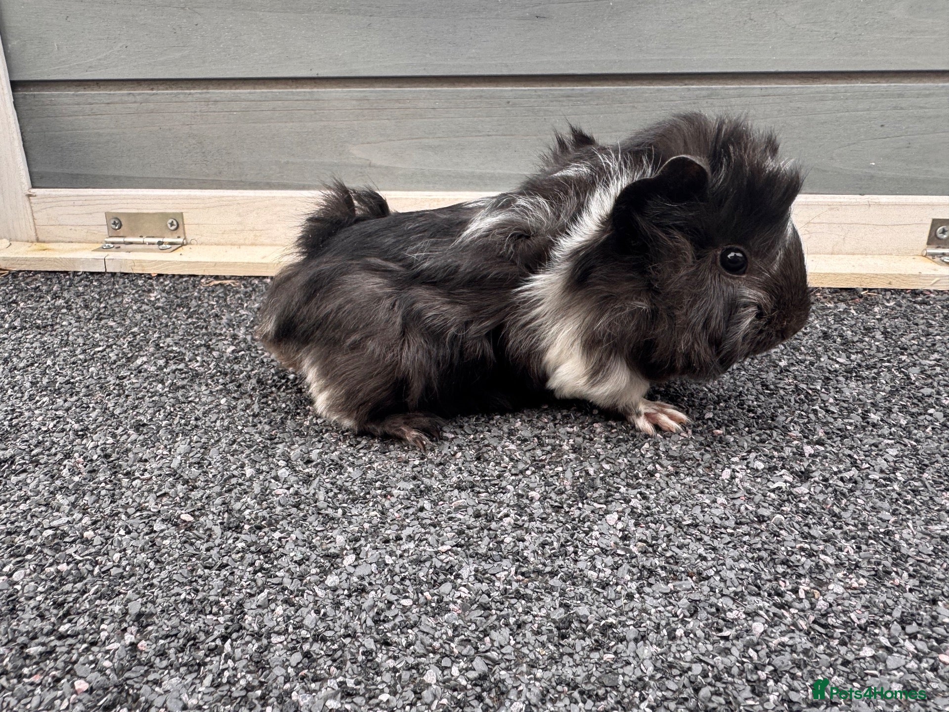 Guinea Pig rodents 🐹💕 Two Gorgeous Baby Guinea Pigs  - Advert 1