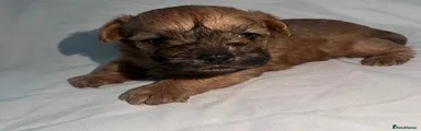 Yorkiepoo 2
