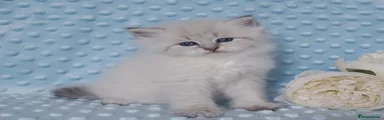 Siberian 1